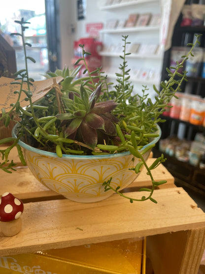 Brambleberry - Succulent Bowls