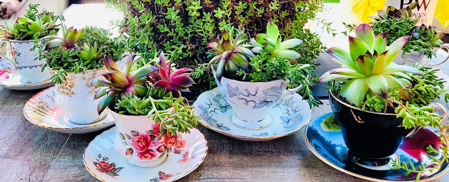 Brambleberry - Succulent Teacups